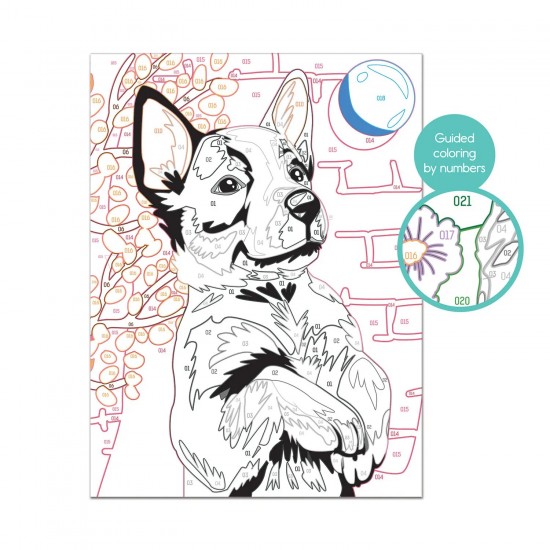 As Paint & Frame Ζωγραφίζω Με Αριθμούς Playful Husky Για Ηλικίες 9+ Χρονών (1038-41013)