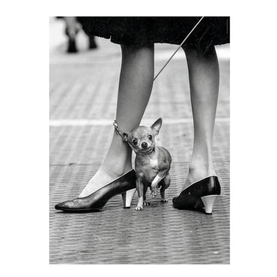 As Clementoni Παζλ Life Σκυλάκι 1000 τμχ (1260-39634)