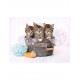 As Company Puzzle 500 H.Q. Kittens And Soap (1220-35065)