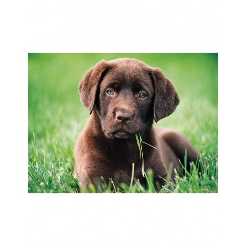 As Company Puzzle 500 H.Q. Καφέ Κουταβάκι (1220-35072)