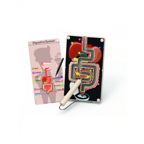 4M Toys Πεπτικό Σύστημα με Βuzzer (3386)